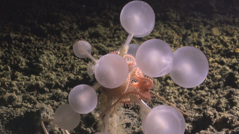 Güney Okyanusu’nun derinliklerinde korkunç keşif: Etçil ‘ölüm topu’ süngeri de dahil 30 yeni tür bulundu