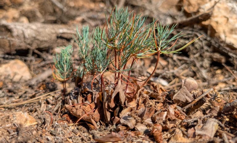 Büyük hedef: 1 yılda 550 milyon fidan! Bakan Yumaklı “Yeşil Vatan Seferberliği” detaylarını paylaştı, 86 milyon göreve çağrıldı