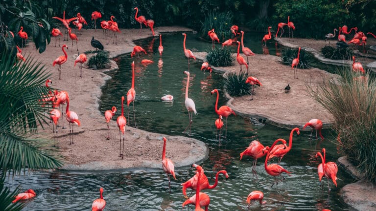 Küresel krizin yeni göstergesi: Dünya kuş türlerinin yüzde 61’i azalıyor, liderler toplanıyor