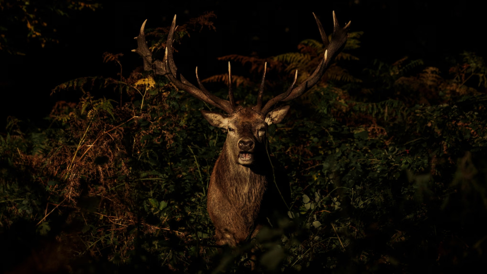 Yaban hayatında bir hafta: Tedavi altında kaplan, göç eden yengeçler 