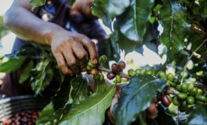 Daha fazla ürün için ormanlar yok edildikçe kahve üretimi tehlikeye girebilir