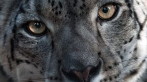 Kar leoparı nüfusu iklim değişikliği ve düşük genetik çeşitlilik nedeniyle tehdit altında