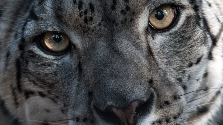 Kar leoparı nüfusu iklim değişikliği ve düşük genetik çeşitlilik nedeniyle tehdit altında