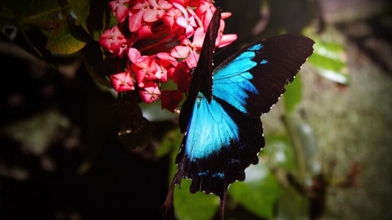 Ekosistemin sessiz çığlığı: İnsan eliyle tek tipleşen doğada kelebeklerin canlı renkleri soluyor