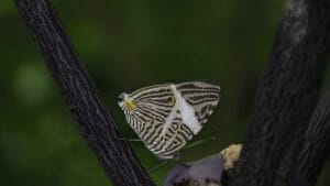 İngiltere’nin en büyük kelebeği nesli tükenme tehlikesi altında