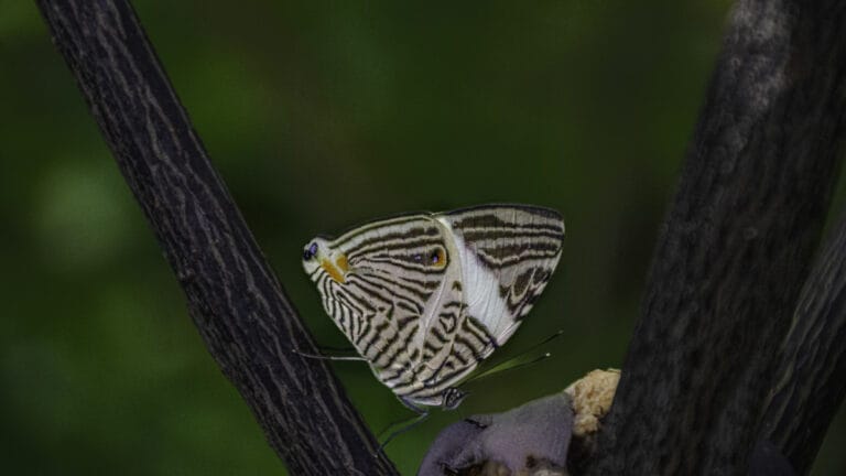 İngiltere’nin en büyük kelebeği nesli tükenme tehlikesi altında
