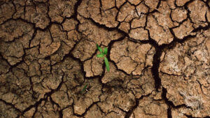 Kuraklık nedir, kuraklık neden oluşur; çözüm yolları nedir? | 2025’te kuraklığa karşı etkili önlemler