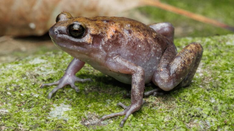 Avustralya’nın kuzeyindeki ücra bir adada yeni kurbağa ve geko türleri keşfedildi