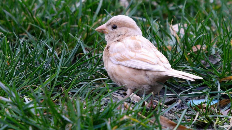 Lösizm (Leucism) nedir? Hayvanlarda görülen nadir genetik pigment bozukluğu (2025 rehberi)