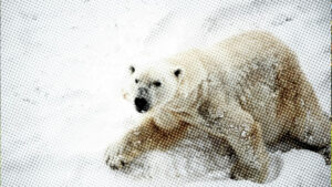 Arktik’in görünmez kahramanları: Kutup ayıları, diğer türlere yılda 7.6 milyon kilogram yiyecek sağlıyor