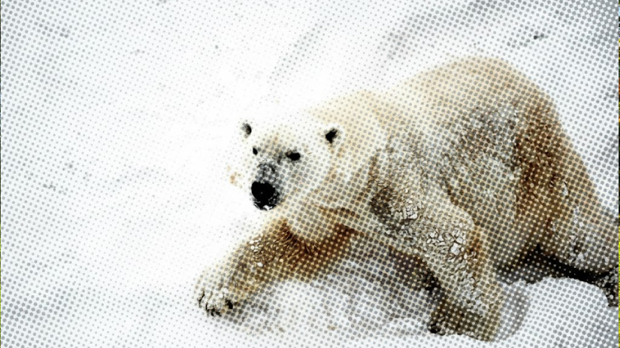 Arktik’in görünmez kahramanları: Kutup ayıları, diğer türlere yılda 7.6 milyon kilogram yiyecek sağlıyor