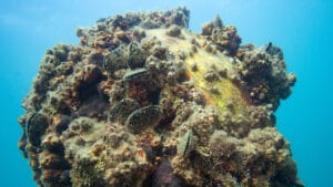 Akdeniz’de nadir ve hayati keşif: Napoli açıklarında dev beyaz mercan resifi bulundu