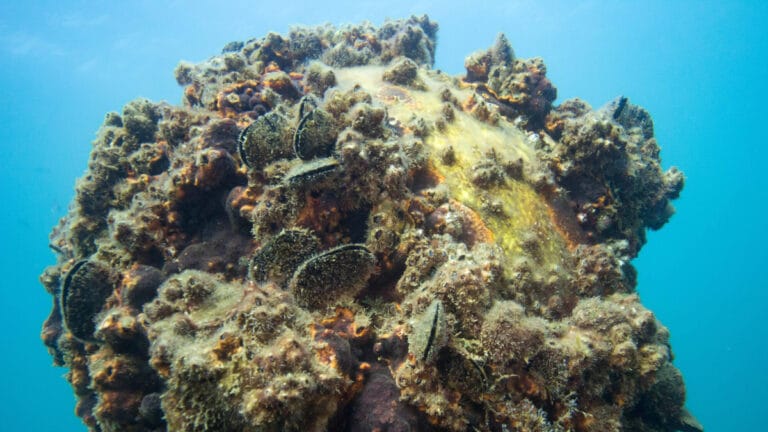 Akdeniz’de nadir ve hayati keşif: Napoli açıklarında dev beyaz mercan resifi bulundu