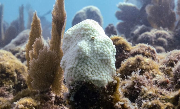 Florida mercan resiflerinde iki kritik tür 38C’lik ısı şokuyla “işlevsel olarak yok oldu”