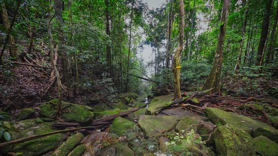Ülkelerin yalnızca yüzde 28’i BM’ye biyoçeşitlilik taahhütlerini sundu