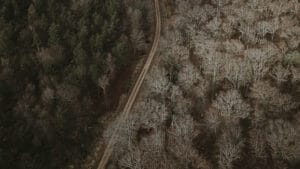 Küresel orman raporu alarm veriyor: Kağıt üstünde taahhüt, sahada yıkım