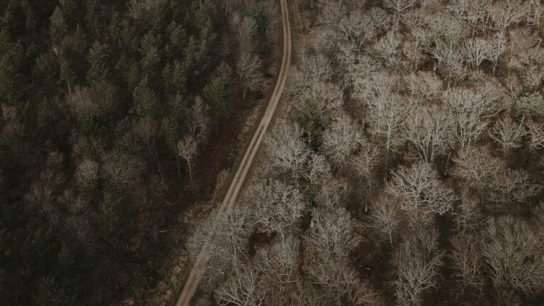 Küresel orman raporu alarm veriyor: Kağıt üstünde taahhüt, sahada yıkım