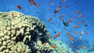 Denizlerde gizli kriz: Isınan okyanuslar karbon döngüsünü bozuyor