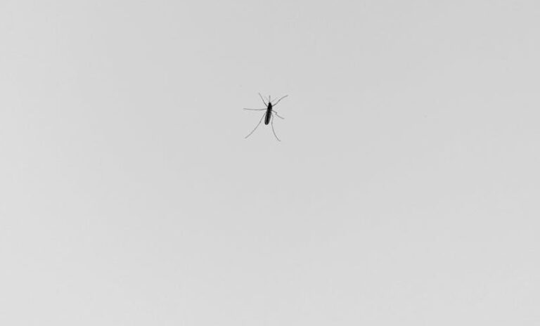 İklim krizi İzlanda’yı ısıtırken ilk kez sivrisinek görüldü!