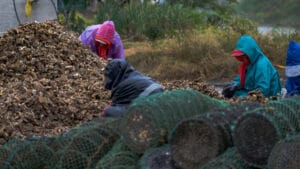 “Etik dışı kakao” krizi: Liberya’daki kitlesel ormansızlaşma hızla tırmanırken Avrupa’nın gecikmesi sert eleştiri topluyor