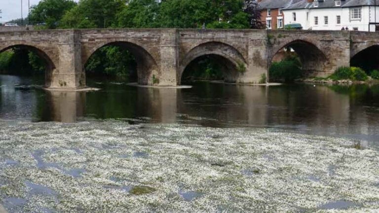 İngiltere’nin en büyük çevre davası başladı: Wye Nehri kirliliğinde iki dev firma ve su şirketi mahkemelik
