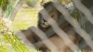 Maddi krizdeki Yeni Zelanda Parkı’nda 2 yaşlı aslan uyutuldu: Kalan 5 can için zamana karşı yarış başladı
