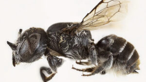 Şeytan boynuzlu “Lucifer” arısı Avustralya’da keşfedildi