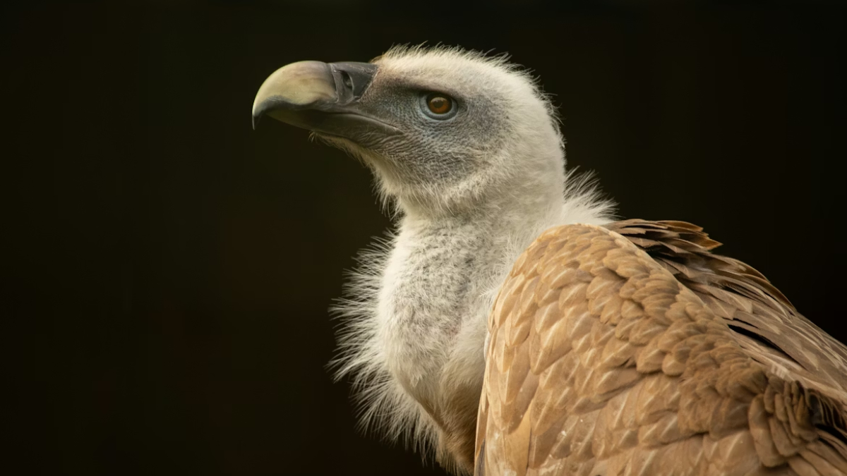 Hindistan’da milyonlarca akbabanın yok oluşunun bedeli kuduz ve insan ölümleri oldu