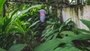 Norveç’ten Amazon Orman Fonu için şartlı 3 milyar dolarlık kredi sözü