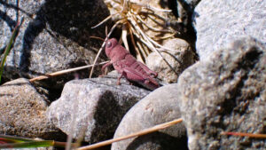Yeni Zelanda’nın ‘tarih öncesi’ canlılarında genetik sürpriz: Yırtıcıların hedefindeki pembe çekirge görüntülendi