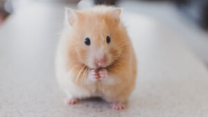 İngiltere, yapay zeka ve 3B biyoteknolojiyle hayvan deneylerine son vermeye hazırlanıyor