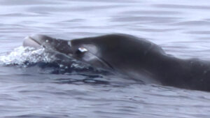 Okyanusun ‘hayaletleri’ ilk kez kanlı canlı görüntülendi: Bilim dünyasını sarsan ginkgo dişli balina keşfi