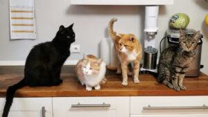 Kediler ilk ne zaman ve nerede evcilleşti?