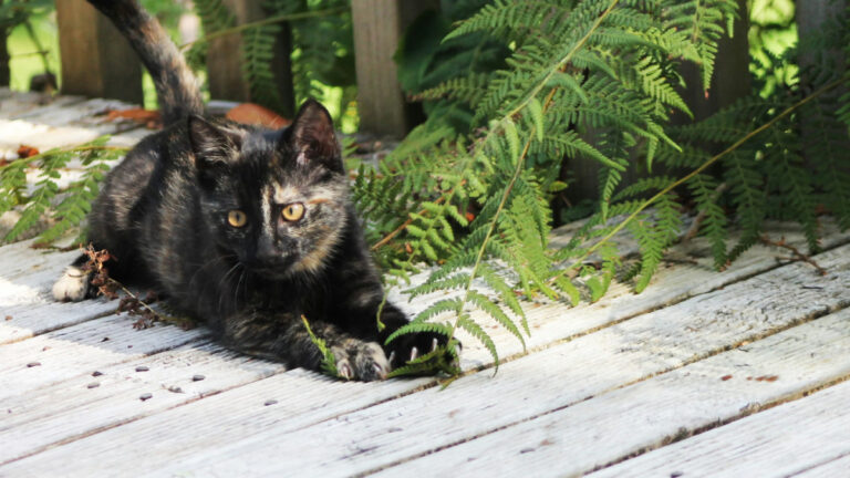 Cennet adada “soğukkanlı katil” avı başlıyor: Yeni Zelanda 2050’ye kadar milyonlarca kediyi yok edecek