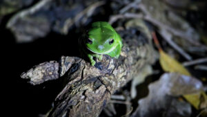 Biyoçeşitlilik krizinde kritik dönemeç: ABD’nin yeni planı 1 milyon canlının kaderini nasıl değiştirecek?
