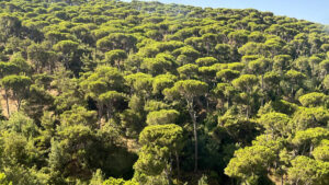 Lübnan’ın tarihi çam ormanları sessizce yok oluyor