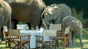 Lüksün gölgesi: Geceliği 3.500 dolarlık kamp, Masai Mara’nın hayati göç koridorunu mu tıkıyor?