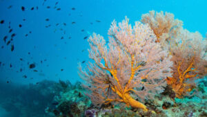 Okyanusun altında “ölümcül dessizlik”: Dünya mirası Ningaloo Resifi’nde ekosistem çöküşü doğrulandı