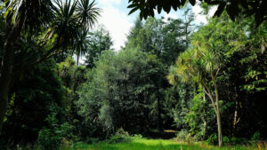 Küresel iklim planları ormanları korumayı ihmal ederek gerçekçi olmayan ağaç dikimine odaklanıyor