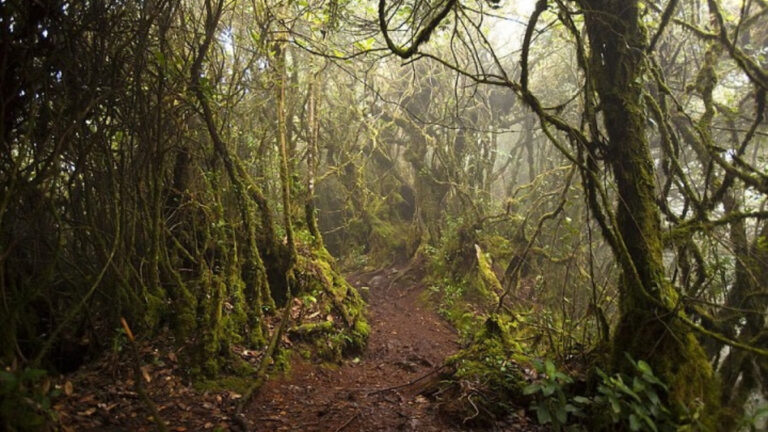 Afrika’daki ormanların karbon yutağından karbon kaynağına dönüştüğünü ortaya koydu