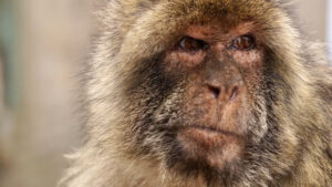 Şempanzeler yeni kanıtlar doğrultusunda fikirlerini değiştirebiliyor