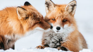 TikTok efsanesi çöktü: Evcilleşen tilkiler yerine yalnızca alışan kurnazlar var