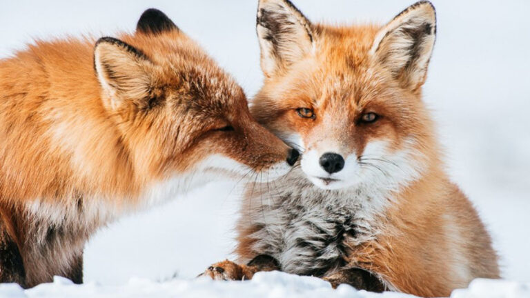 TikTok efsanesi çöktü: Evcilleşen tilkiler yerine yalnızca alışan kurnazlar var