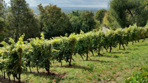 Kahve, çikolata ve şarap tehlikede: İklim stratejilerine rağmen kurtarmaya yetmeyebilir