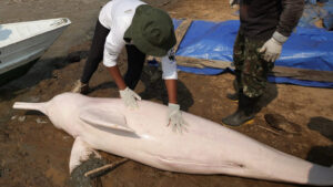 Pembe yunuslar ve balıklar ölüyor! Amazon gölleri ‘dayanılmaz’ kaplıca sıcaklıklarına ulaştı