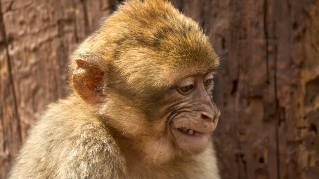 Endonezya’daki ikiz felaket: Seller yüzlerce can aldı, Tapanuli Orangutanları yaşam alanları yok oldunca kayboldu