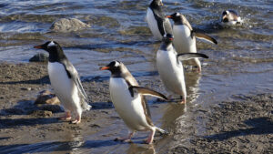 60.000’den fazla Afrika pengueni açlıktan öldü! Sardalya stokları çöküyor