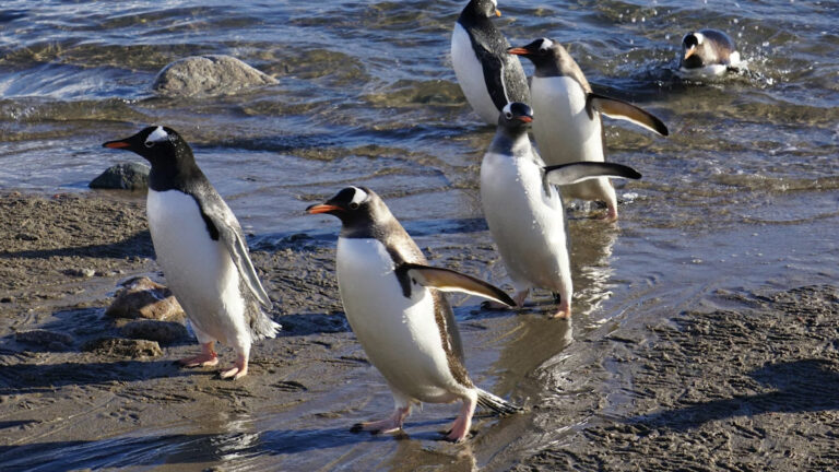 60.000’den fazla Afrika pengueni açlıktan öldü! Sardalya stokları çöküyor