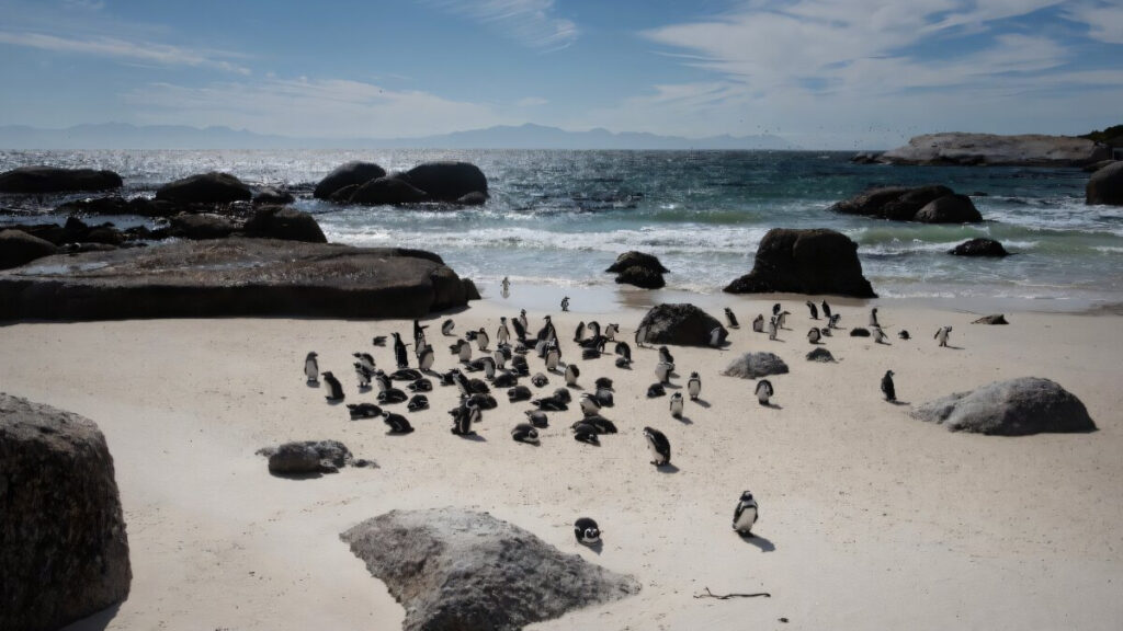 Afrika penguenleri Güney Afrika açıklarında toplu halde açlıktan öldü