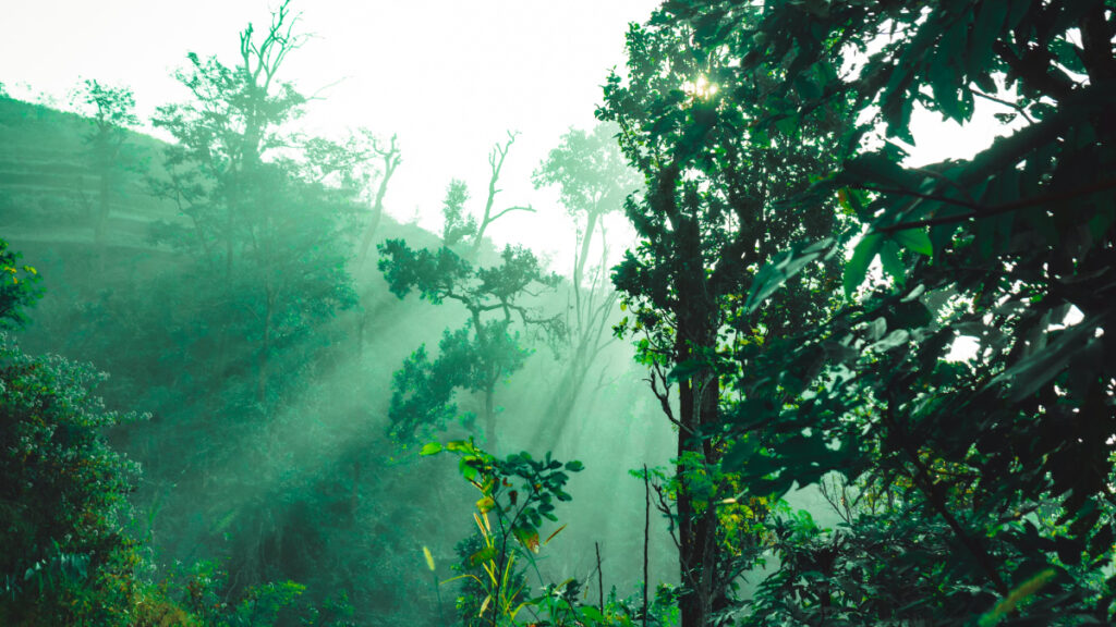 Amazon, milyonlarca yıldır görülmeyen ‘hipertropikal’ bir iklime sürükleniyor